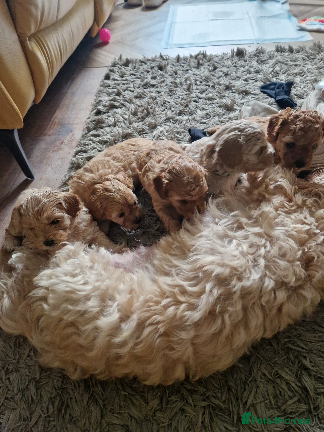 Cavapoo dogs for sale: 5* Beautiful cavapoo puppies 🐶 in Swansea - Image 12