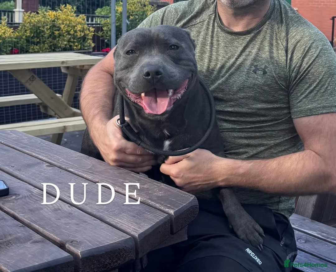 Staffordshire Bull Terrier dogs for stud: Proven Stud Dog Blue Staffordshire Bull Terrier  - Advert 3