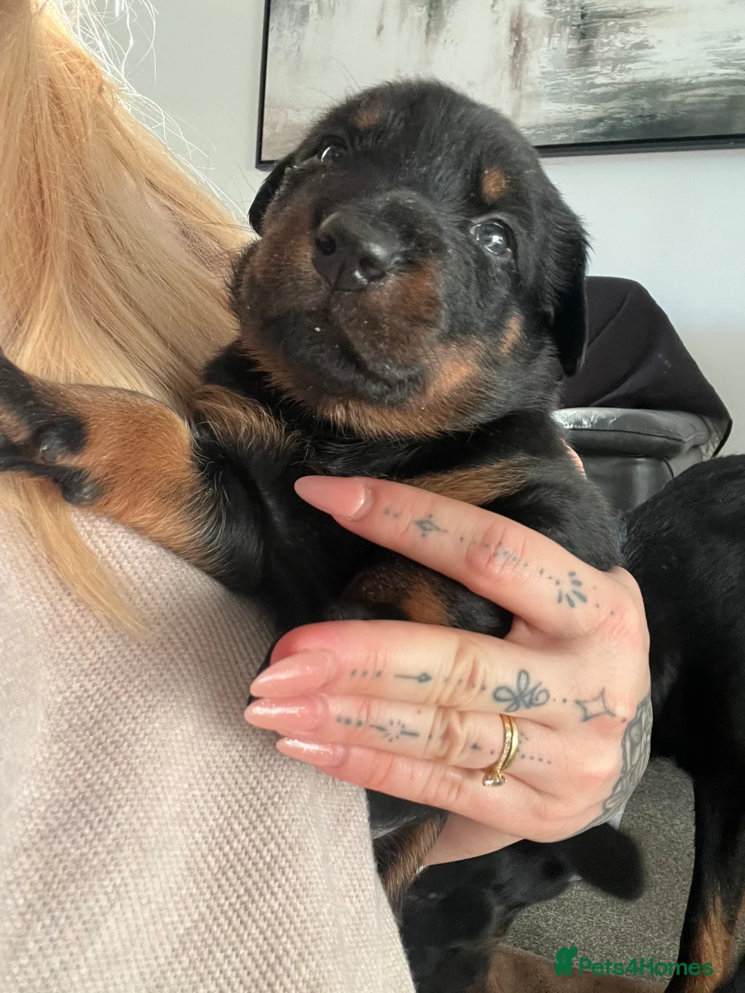 Mixed Breed dogs for sale: Adorable Doberman & Beauceron puppies for sale - Advert 12