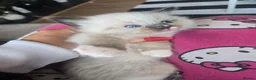 Ragdoll cats for sale: Just 2 left: Purebred female Ragdoll kittens - Advert 13