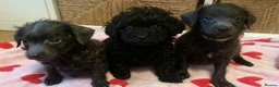 Toy Poodle dogs for sale: 🩶2 Grey/Blue Rare boys🏡1 girl🩷 - Advert 12