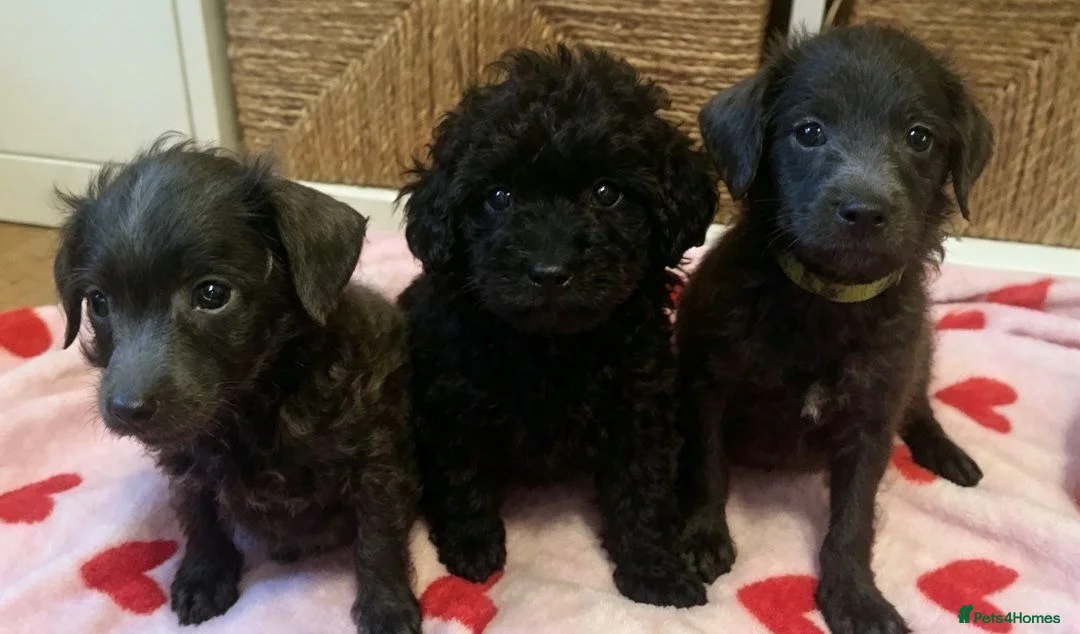 Mixed Breed dogs for sale: 🏡❤️REDUCED❤️🏡 - Advert 2