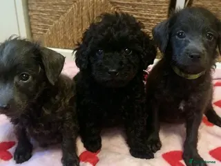 Toy Poodle dogs 🥰 New pictures added 🥰 - Advert 13