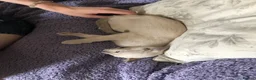 Tonkinese cats for sale: Tonkinese kittens ready now - Advert 7