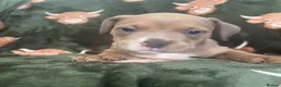 Mixed Breed dogs for sale: Mastiff x Olde English Buldogge  - Advert 15