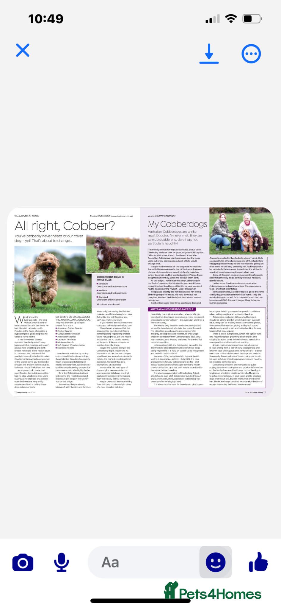 Australian Labradoodle dogs Pure Australian Cobberdog PP - Advert 2