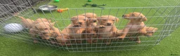 Labrador Retriever dogs for sale: Kc registered Fox red labrador puppies LAST BOYS   - Advert 16