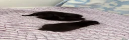 Mixed Breed cats for sale: Three black kittens for sale, possibly half BSH in Welshpool - Advert 3
