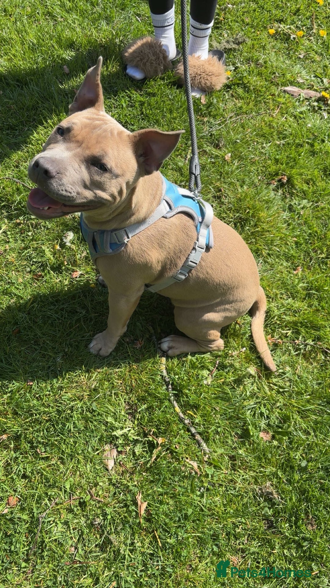 Mixed Breed dogs for sale:  olde English bulldog  x staffy/ pocket bully - Advert 3