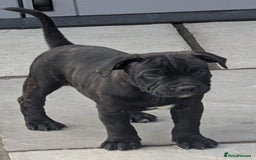 Staffordshire Bull Terrier dogs for sale: Champion Bred - Staffordshire Bull Terrier Puppies - Image 2