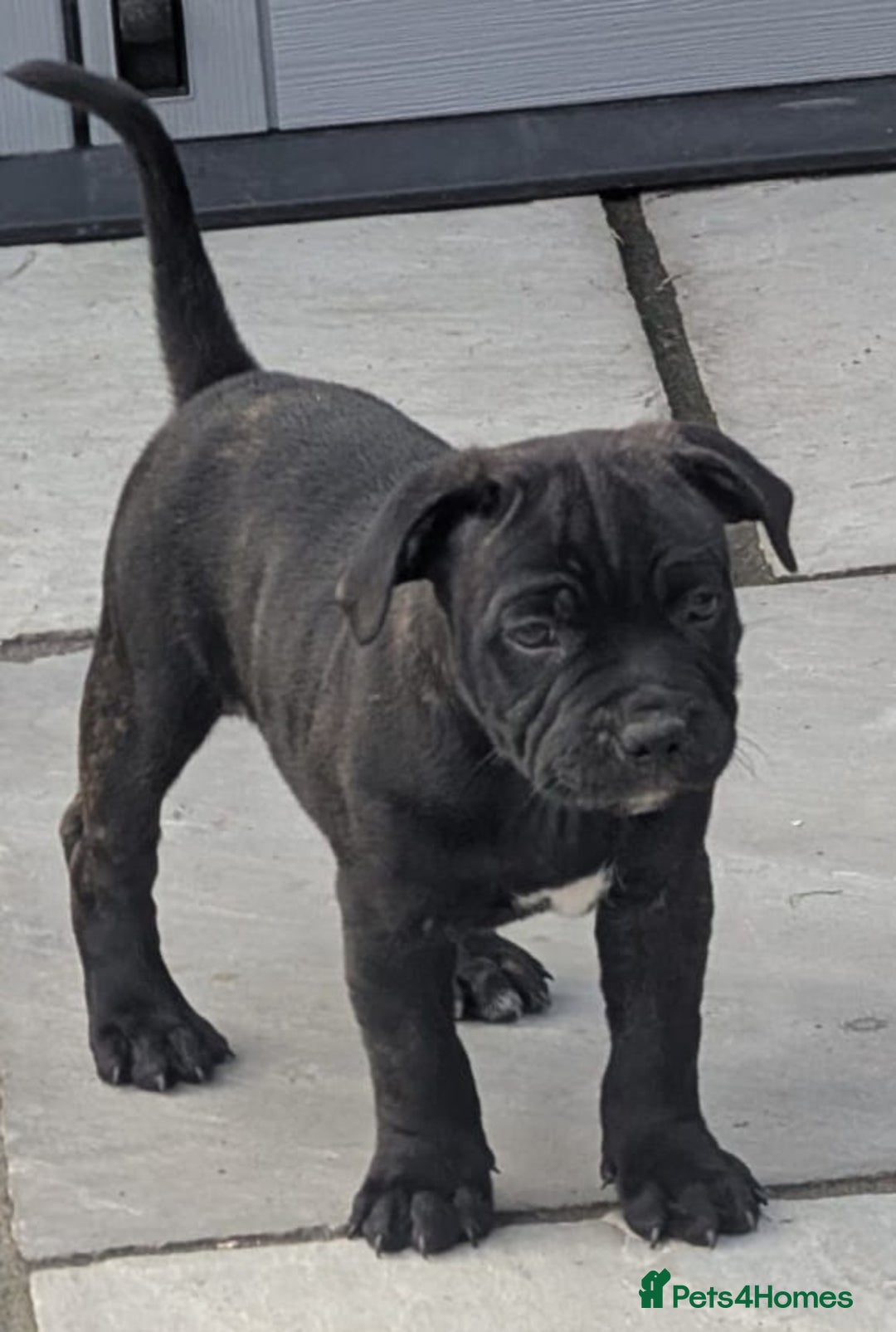 Staffordshire Bull Terrier dogs for sale: Champion Bred - Staffordshire Bull Terrier Puppies - Image 2