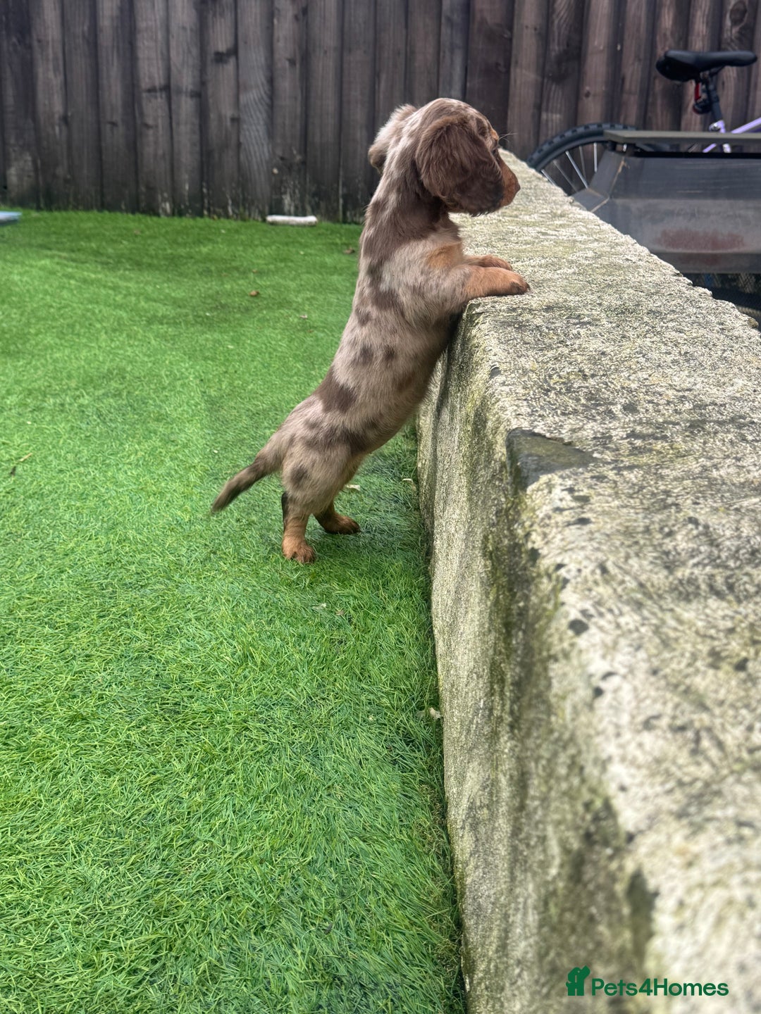 Miniature Dachshund dogs for sale: Beautiful long hair miniature dachshunds ready  - Advert 6