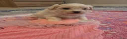 Maltese dogs for sale: Cute puppies❤️💜🩵🩶 - Advert 24