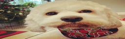 Mixed Breed dogs for sale: Beloved Cockachon looking for a new home in Christchurch - Advert 5
