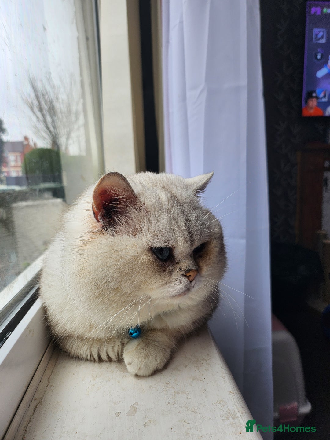 British Shorthair cats for sale: Rare and amazing male looking for home  - Advert 3