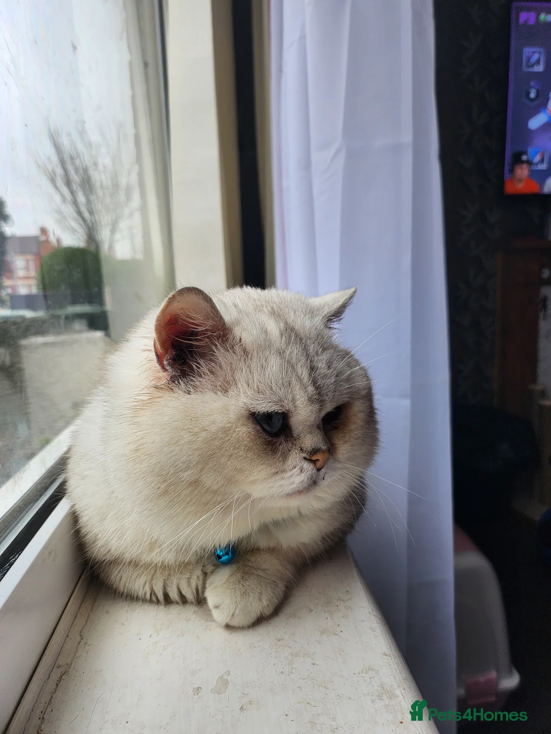 British Shorthair cats for sale: Rare and amazing male looking for home  - Advert 3
