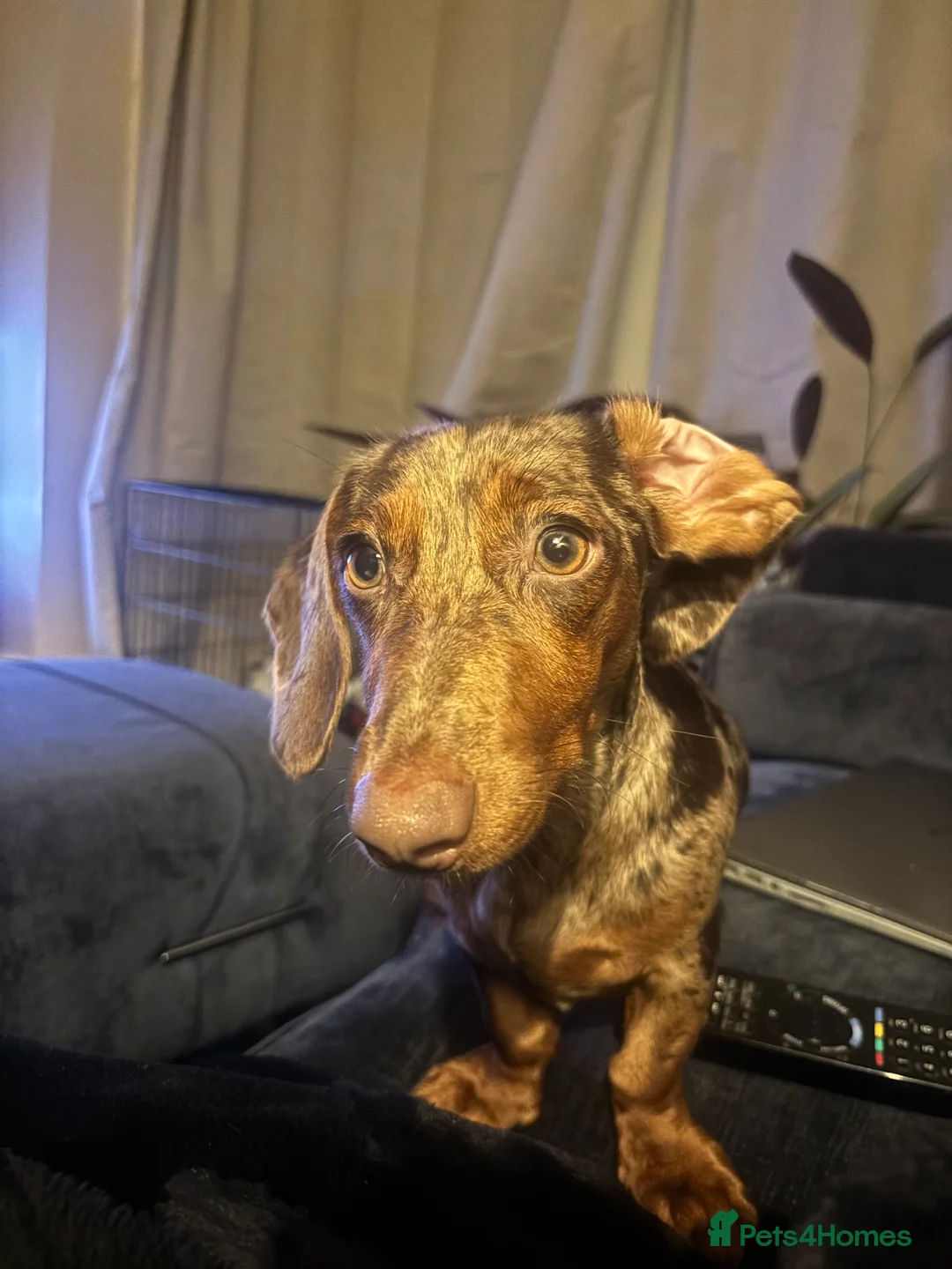Miniature Dachshund dogs for sale: Minature Dachshund for sale - Advert 3