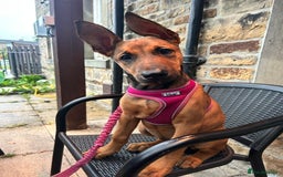 Mixed Breed dogs for sale: Rhaenyra for rehoming - Image 5