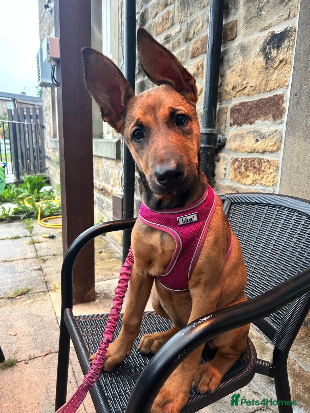 Mixed Breed dogs for sale: Rhaenyra for rehoming - Image 5