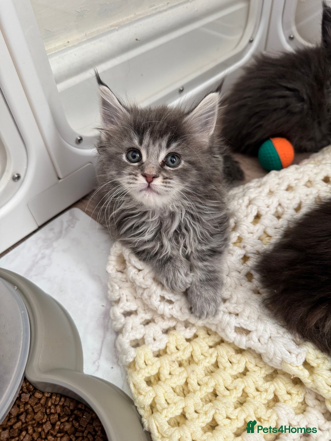 Maine Coon cats for sale: Stunning Maine coon kittens  - Advert 16