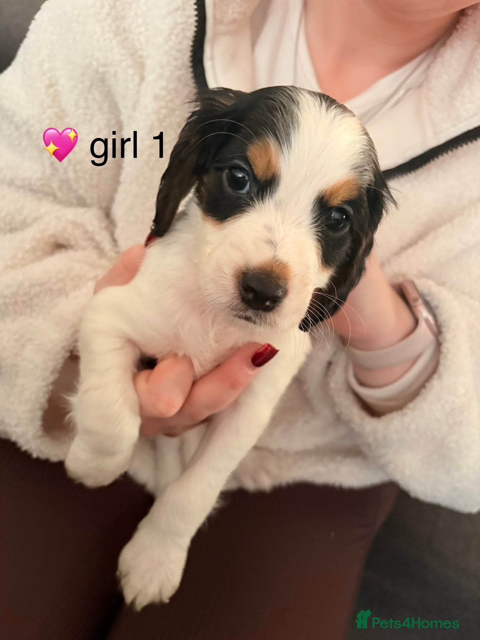 Cockapoo dogs F1B cockerpoo’s ready to leave 22nd January  - Advert 3