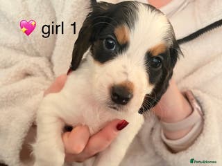 Cockapoo dogs F1B cockerpoo’s ready to leave 22nd January - Advert 6