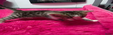 Mixed Breed Kitten 3