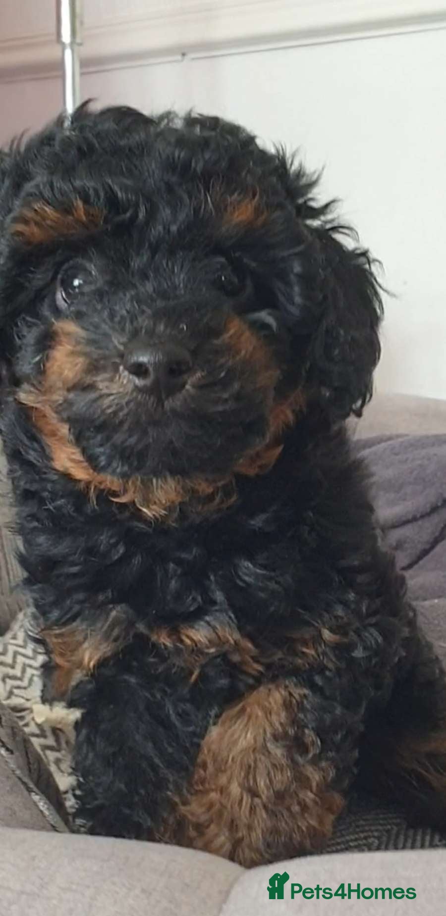 Cockapoo dogs 8 Week old  Cockapoo's READY NOW  - Advert 2