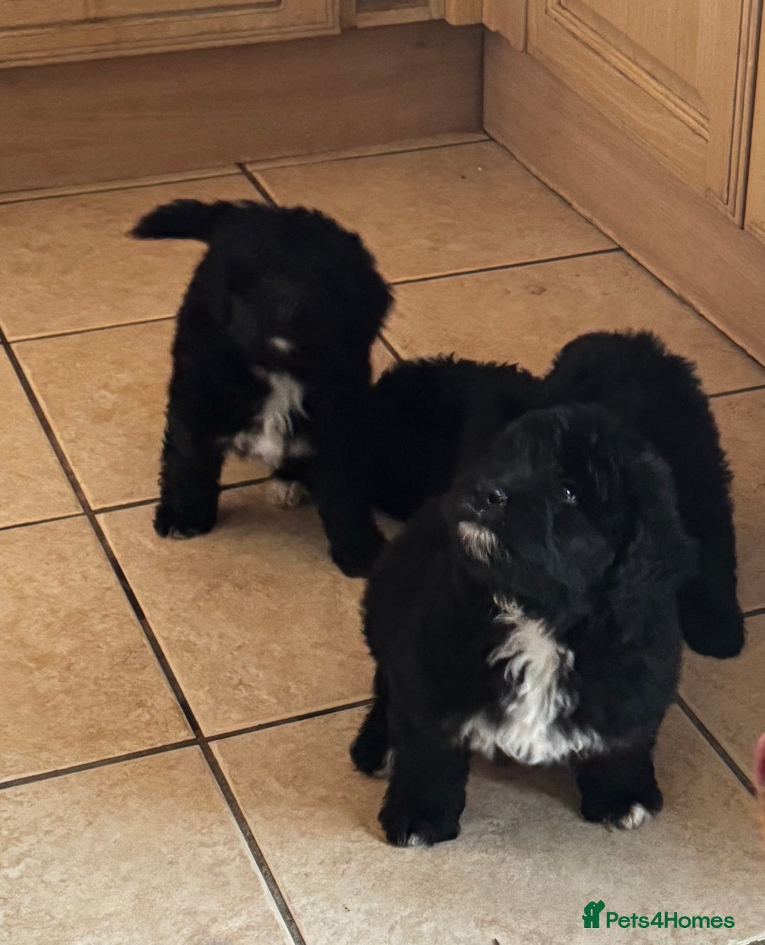 Bernedoodle dogs for sale: 🐾🐶 Stunning chunky bernedoodle babies 🐶🐾 - Image 15