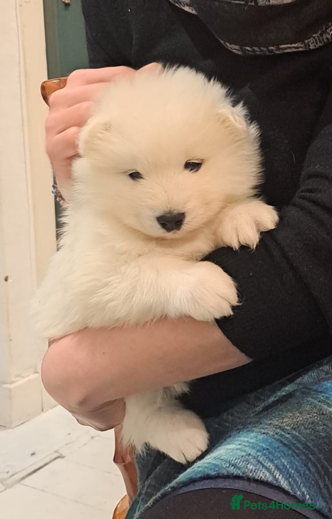 Samoyed dogs for sale: Adorable Samoyed Puppies  - Advert 3