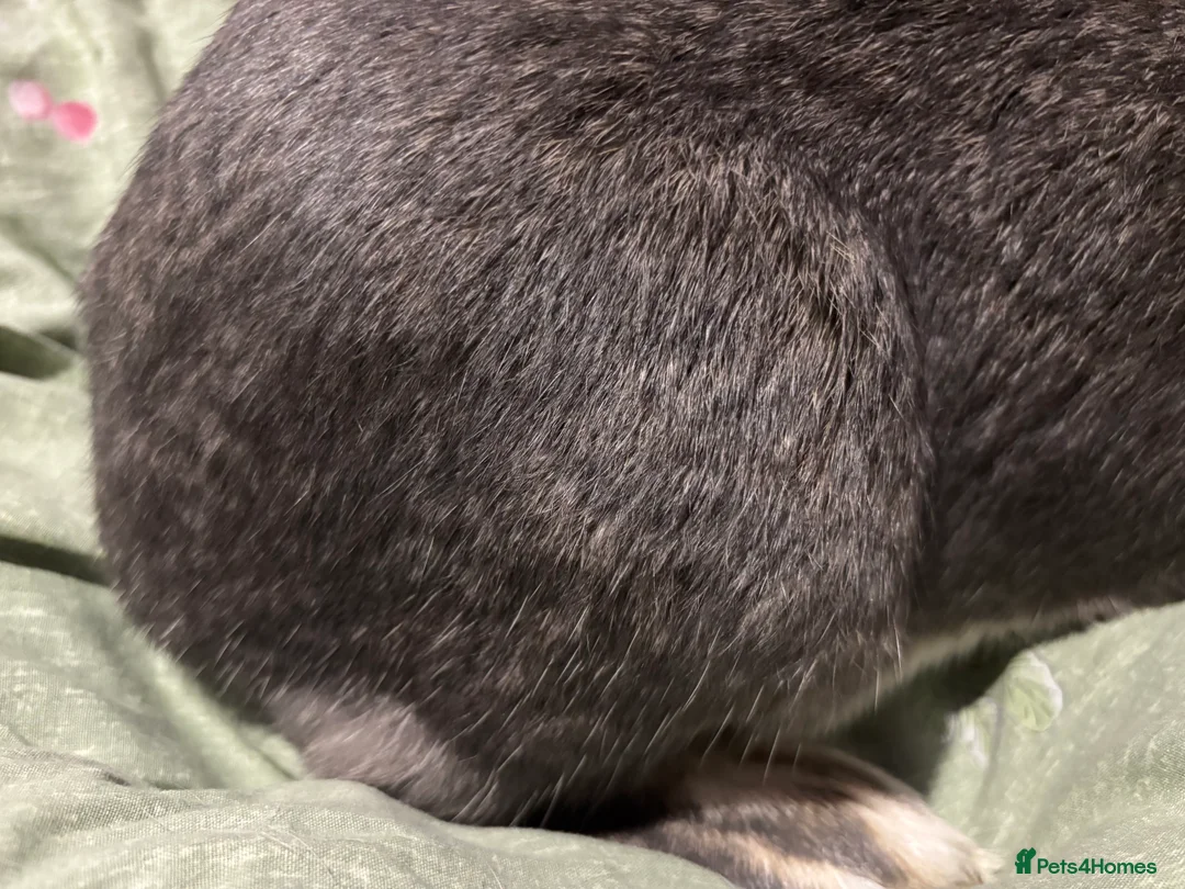 English Lop rabbits for sale: Female English lops  - Advert 5