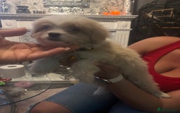 Mixed Breed dogs for sale: Chorkie-apso puppies  - Advert 32