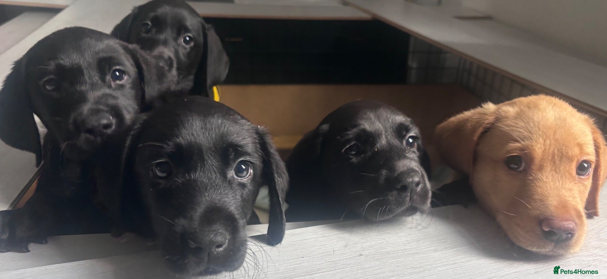 Labrador Retriever dogs KC Labrador pups for sale! One boy left  - Advert 2
