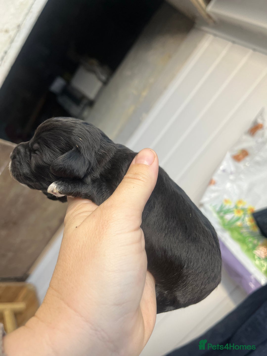 Cockapoo dogs for sale: Beautiful f2 cockapoos - Image 7