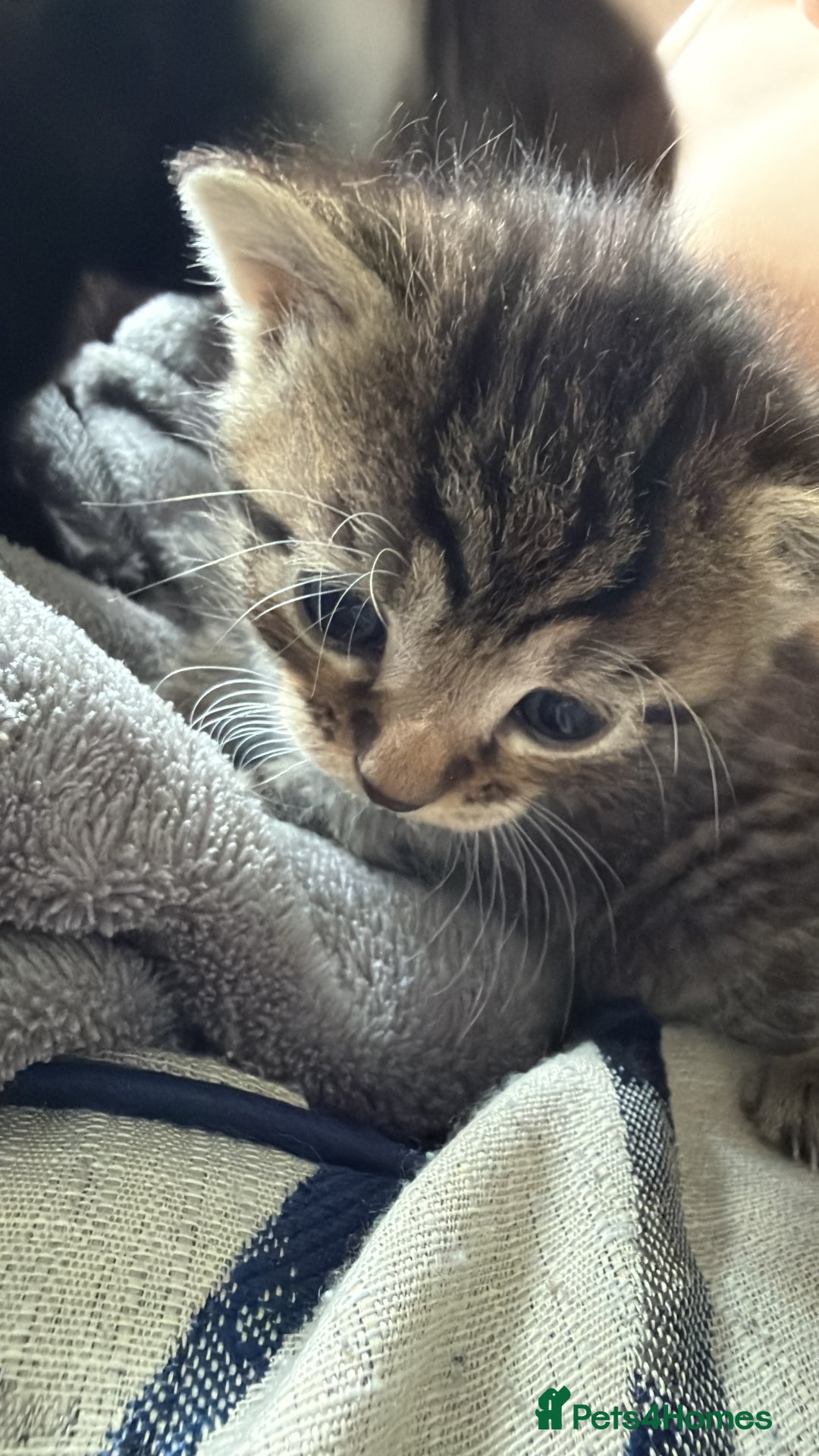 British Longhair cats for sale: 3 Kittens for sale  - Image 5