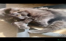 Mixed Breed cats for sale: FEMALE LONG HAIR RAGDOLL X KITTEN - READY NOW £90 - Image 5