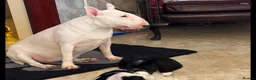 English Bull Terrier dogs for sale: 5 year old girl available. - Advert 2