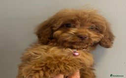 Cockapoo dogs for sale: Stunning Fox Red f1 cockapoo puppies  - Image 23