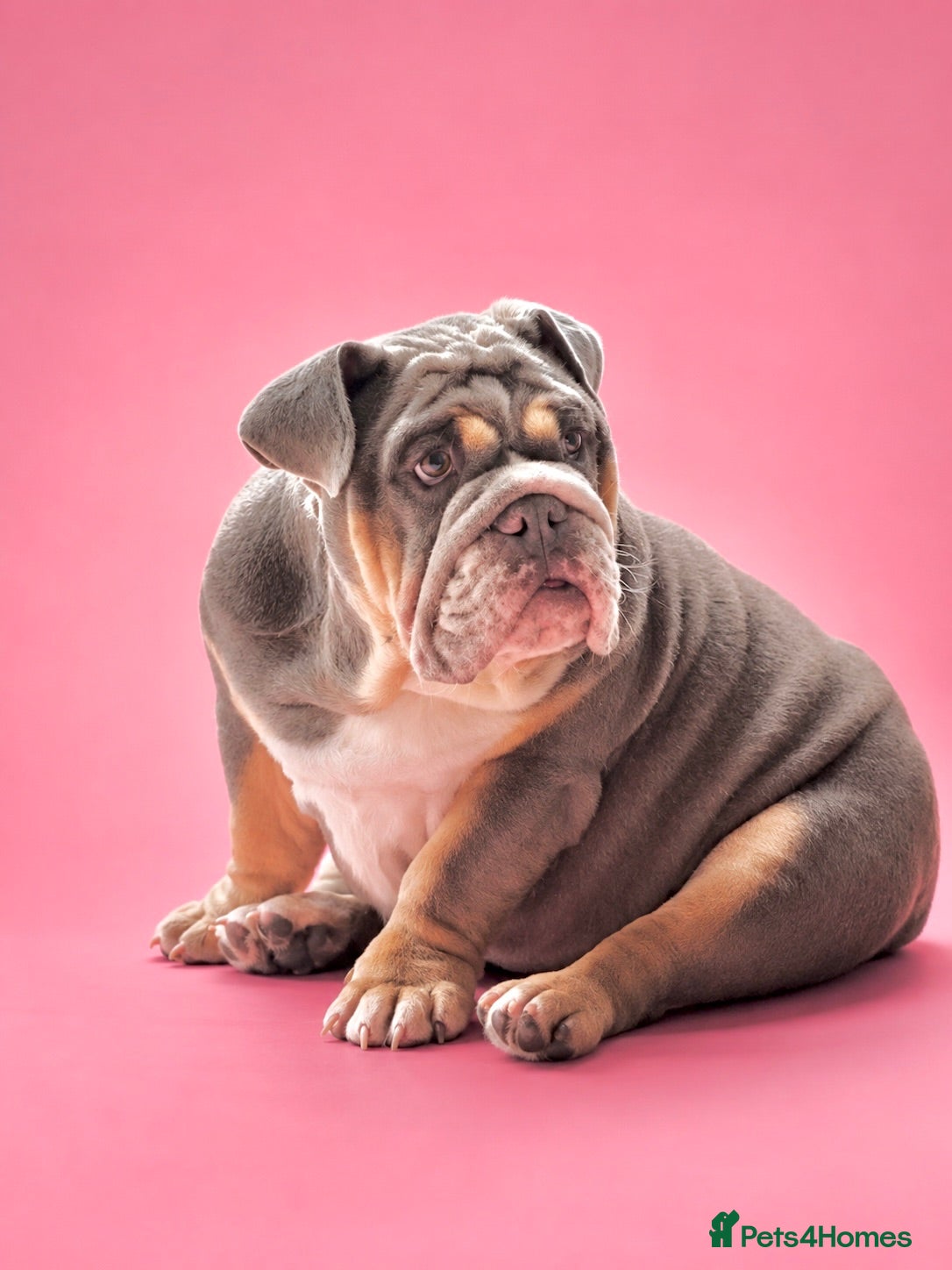 English Bulldog dogs 8 months old girl - Advert 1