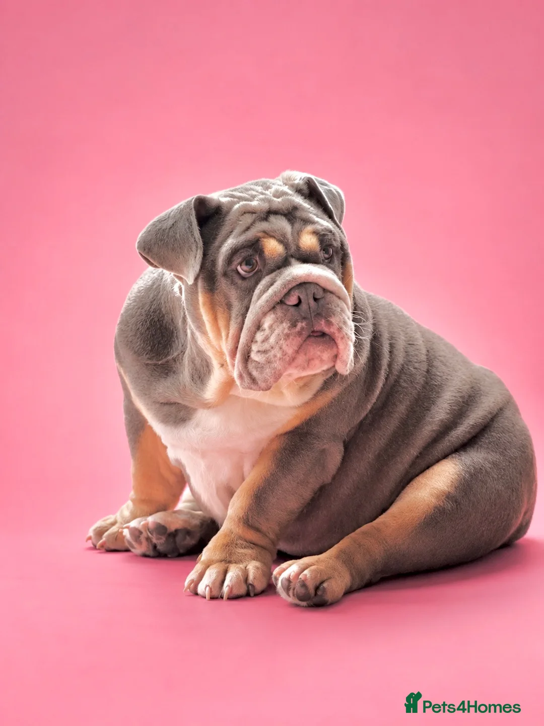 English Bulldog dogs for sale: 8 months old girl - Advert 1