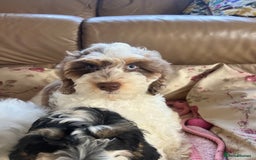 Cockapoo dogs for sale: Cockapoo Puppy 5 - Cockapoo puppies f1 - Image 14