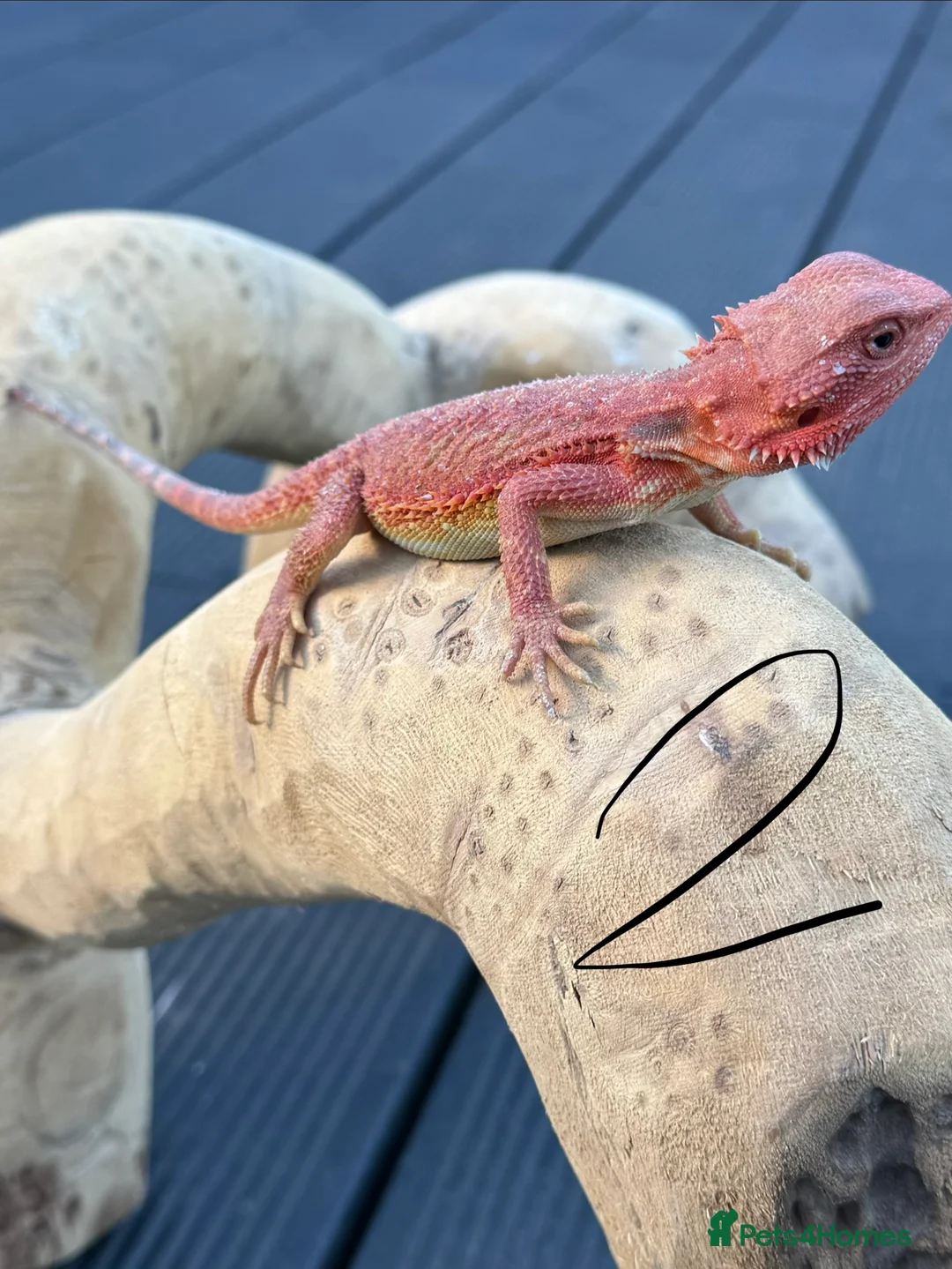 Bearded Dragon reptiles for sale: Bearded Dragons Red Monsters juvenile  - Advert 9