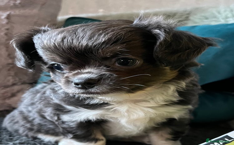 Chihuahua dogs Female Chihuahua Long Haired - Advert 5