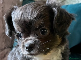 Chihuahua dogs Female Chihuahua Long Haired - Advert 14