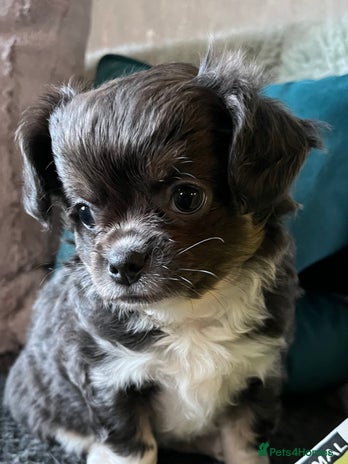 Chihuahua dogs Female Chihuahua Long Haired - Advert 5