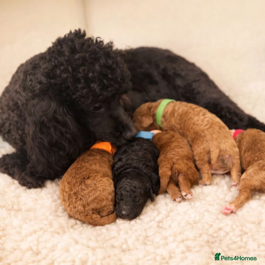 Mixed Breed dogs for sale: Toy x miniature poodle - Advert 2