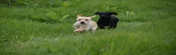 Labrador Retriever dogs for sale: Exceptional kc reg labradors  in Thirsk - Advert 9