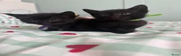 Mixed Breed cats for sale: 1 male kitten left  in Melksham - Advert 7