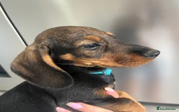 Dachshund dogs for sale: LAST 2 wirehaired dachshunds (teckels) - Image 19