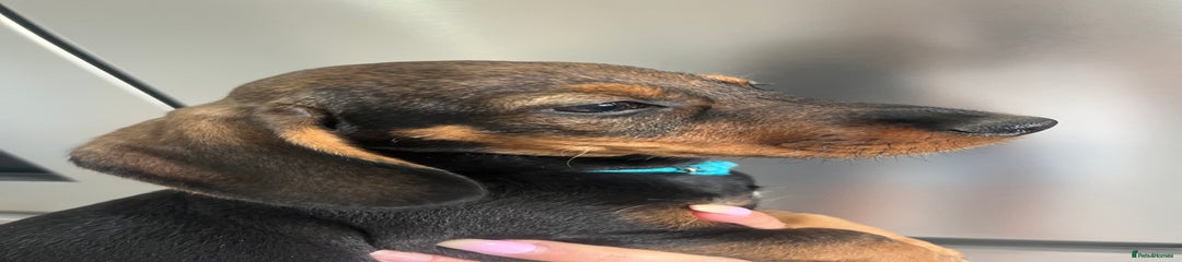 Dachshund Puppy 4 light blue